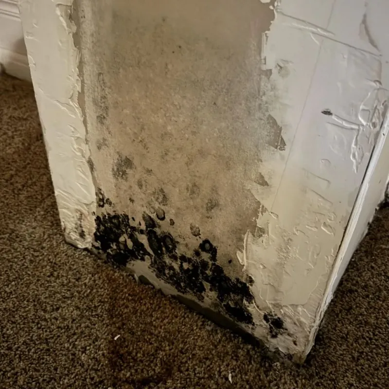 Professional Mold Removal in Grantsburg, WI